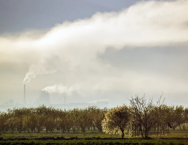 Zararlı ve zehirli duman oluşturduğu santral emisyonları ile ön planda ağaçlar güneş doğarken — Stok fotoğraf
