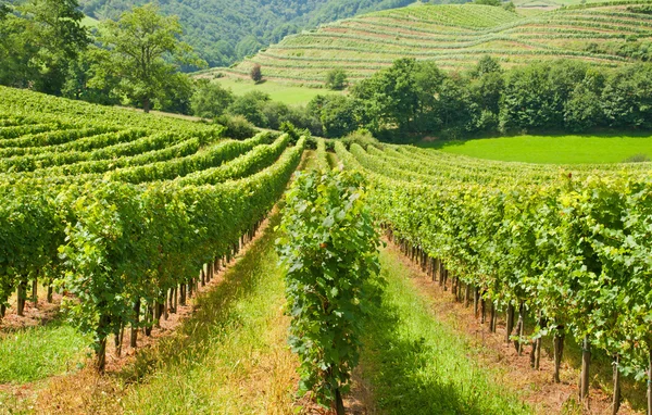 Típicas hileras europeas de viñedos —  Fotos de Stock