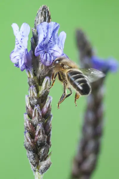 Flying Bee — Stock Photo, Image