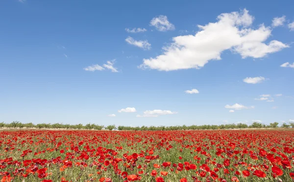 Papavers veld — Stockfoto