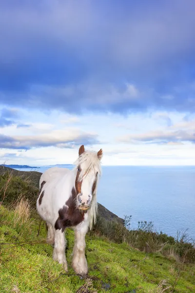 White and Brown horse on the mountain — Stock Photo, Image