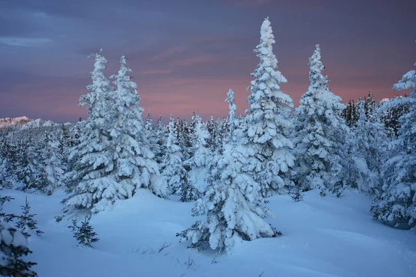 dağ Altay. nehir akkem, bir tür üzerinde beyaz balina