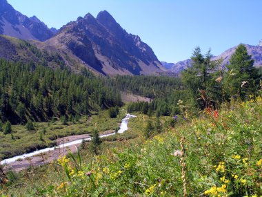 Altay. nehir karakabak.