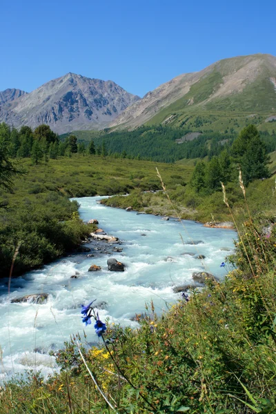 Altai. river karakabak. — Stockfoto