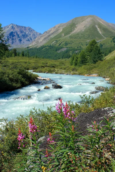 Altaï. La rivière Karakabak . Image En Vente
