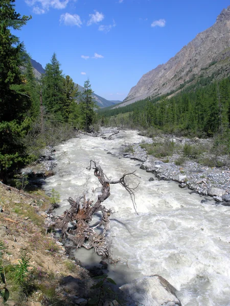 Mountain Altai. A Rússia. O rio Maashej . — Fotografia de Stock