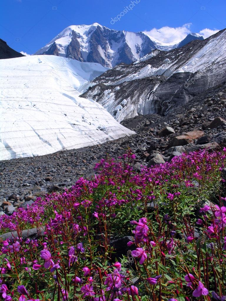 Altai. A glacier and flowers.