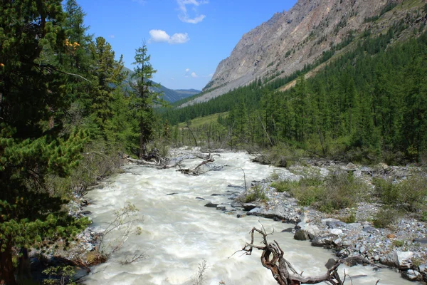 Mountain Altai. Russia. The river Maashej. — Stock Photo, Image