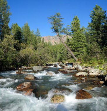Tayga Nehri.