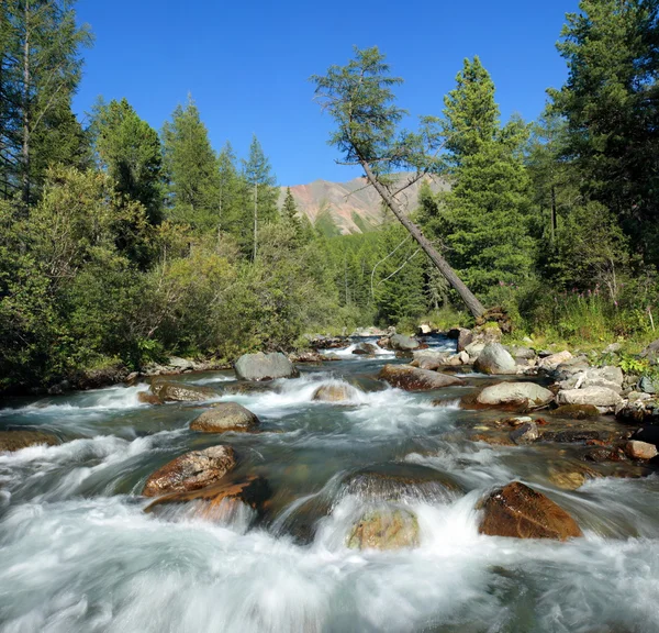 The taiga river. — Stock Photo, Image