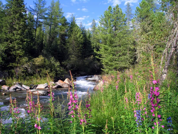 O rio taiga . — Fotografia de Stock