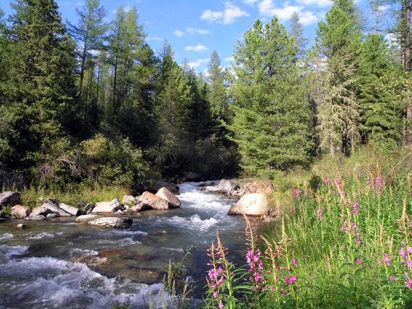 O rio taiga . — Fotografia de Stock