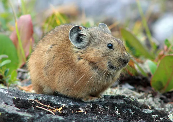 Pika dans un habitat rocheux — Photo