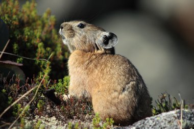 pika kayalık yaşam