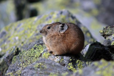 pika kayalık yaşam