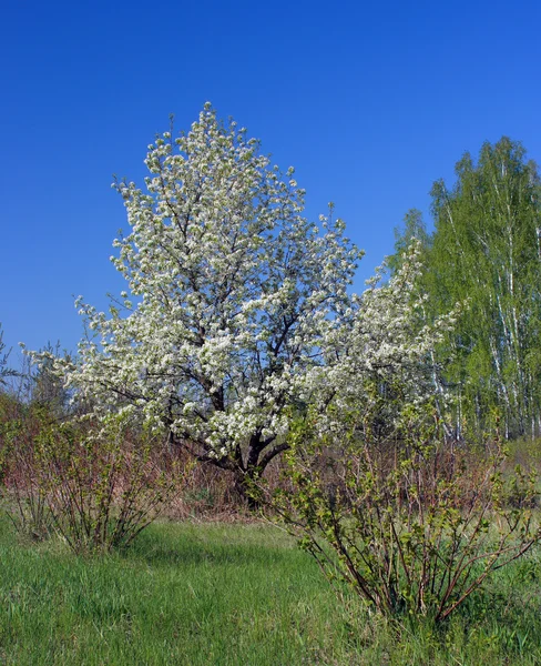 Kvetoucí hruška. — Stock fotografie