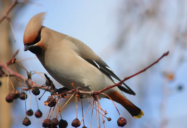 Waxwings — Stockfoto