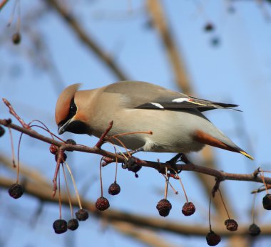 Waxwings