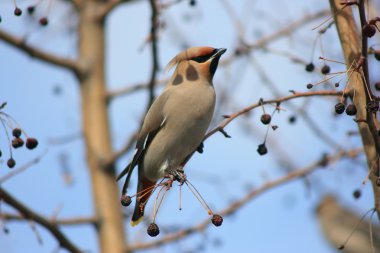 Waxwings