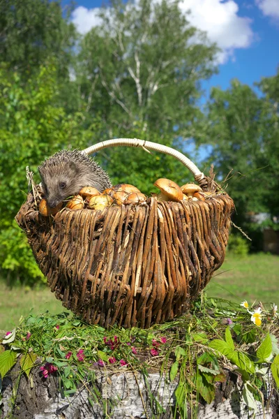 Hedgehog and mushrooms. — Stock Photo, Image