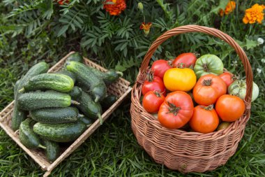 Taze hasat edilmiş domates ve salatalık yakından. Bahçedeki sepetteki taze organik sebzeleri hasat et.