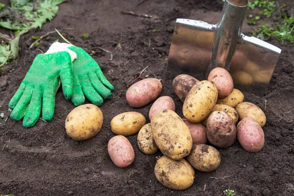 Bio Kartoffelernte Aus Nächster Nähe Frisch Geerntete Rosa Und Gelbe — Stockfoto