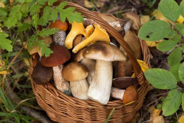 Yenebilir farklı yabani mantarlar porcini boletus sepetinde ormanda doğada kapalı, makro