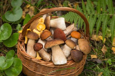 Hasır sepette yeşil çimenler ve eğreltiotu yaprakları içinde yenilebilir farklı mantarlı porcini. Doğal, orman, çayır