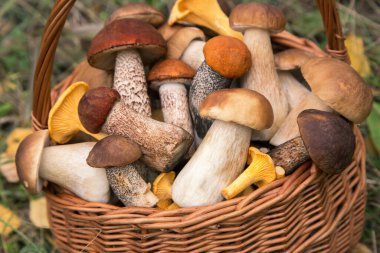 Yenilebilir farklı mantarlar porcini boletus hasır sepetin içinde doğada yakın, makro