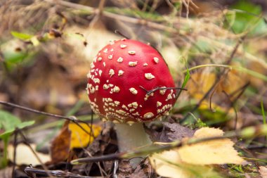 Sonbahar ormanlarında Amanita muscaria kapatılıyor, makro. Sonbahar doğasında, sarı yapraklı, küçük, genç, sineksi mantar.