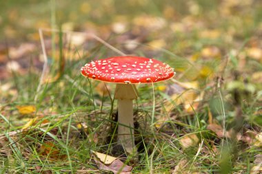 Sonbahar ormanlarında Amanita muscaria kapanıyor. Parlak kırmızı Sinek yaban mantarı güz doğasında yeşil çimenler ve sarı yapraklarla