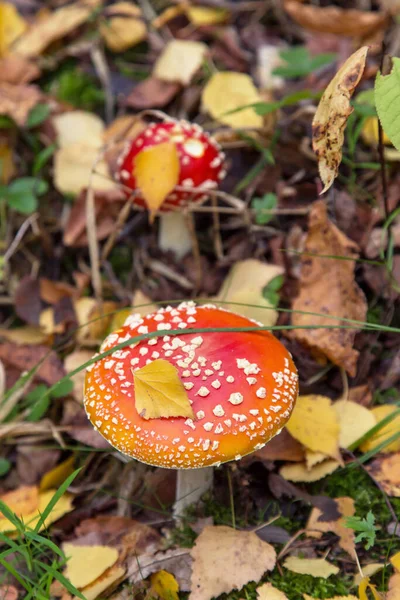 Grzyb Amanita Muscaria Jesiennym Lesie Dwa Małe Młode Fly Agaric — Zdjęcie stockowe