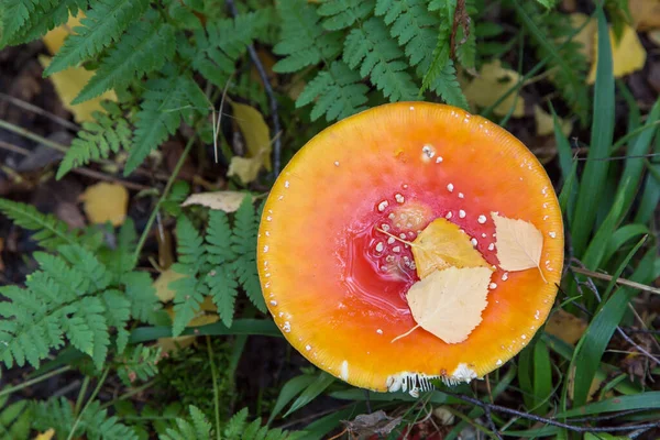 Amanita Muscaria Vista Superior Floresta Voe Cogumelo Selvagem Agárico Natureza — Fotografia de Stock