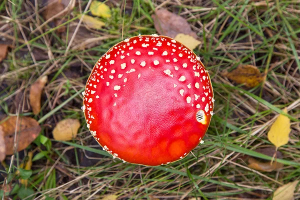 Sonbahar Ormanı Manzaralı Amanita Muscaria Parlak Kırmızı Sinek Yaban Mantarı — Stok fotoğraf