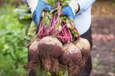 Çiftçilerin elleri eldivenlerle bahçede havuç tutuyor. Sonbahar hasadı, organik sebzeler