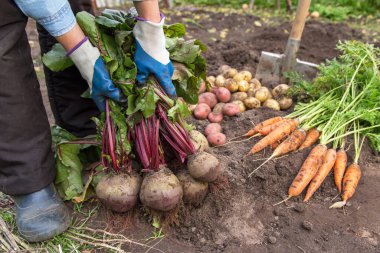 Bahçedeki çiftçilerin elinde bir avuç taze pancar. Sonbahar hasadı organik sebzeler, tarım