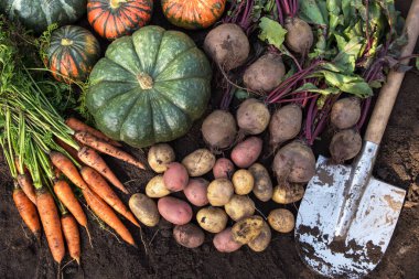 Sonbahar hasadı taze havuç, pancar, balkabağı, patates ve bahçede toprak zemininde kürek. Organik sebzeler