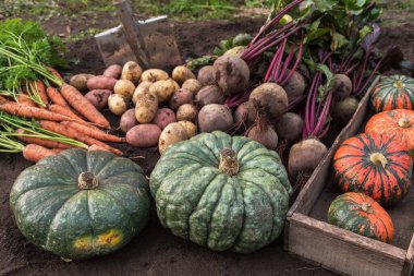Bahçedeki toprakta farklı taze organik sebzelerin güz hasadı. Çiğ havuç, pancar, balkabağı, patates ve kürek