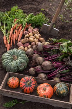 Bahçedeki toprakta farklı taze organik sebzelerin güz hasadı. Çiğ havuç, pancar, balkabağı, patates ve kürek