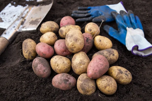 Bio Kartoffelernte Aus Nächster Nähe Frisch Geerntete Rosa Und Gelbe — Stockfoto
