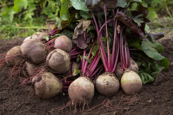 Ramo Remolacha Cruda Recién Cosechada Suelo Primer Plano Verduras Ecológicas — Foto de Stock