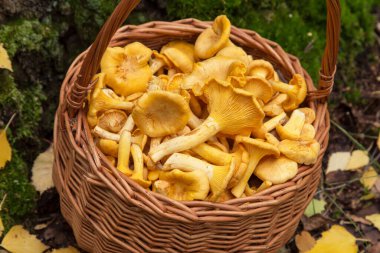 Hanterelle mantarı yakın çekim. Yenebilir turuncu, vahşi mantarlar sepetin içinde ormanda.