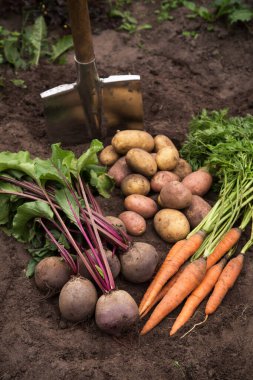 Bahçedeki toprakta taze çiğ havuç, pancar kökü ve patates hasadı. Organik sebze hasadı.