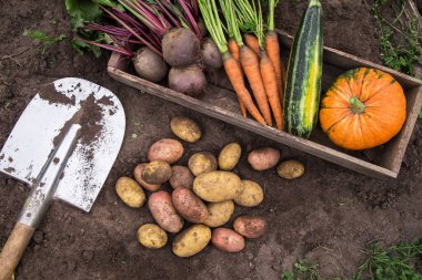 Sonbahar hasadı farklı organik sebzeler bahçedeki toprakta ahşap kutuda. Taze toplanmış havuç, pancar, balkabağı ve patates, çiftçilik.