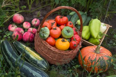 Bahçedeki çimlerin üzerinde farklı taze organik sebzelerin güz hasadı. Taze toplanmış balkabağı, elma, kabak, domates, biber ve salatalık sepette.