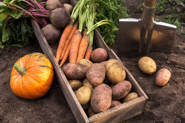 Sonbahar hasadı farklı organik sebzeler bahçedeki toprakta ahşap kutuda. Taze çiğ havuç, pancar, balkabağı ve patates, tarım.