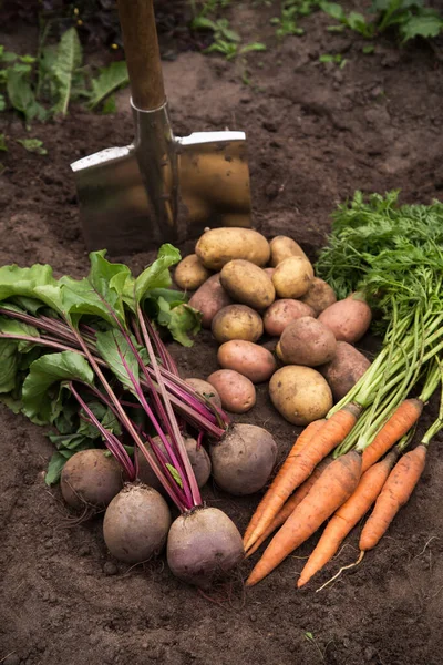 Bahçedeki toprakta taze çiğ havuç, pancar kökü ve patates hasadı. Organik sebze hasadı.