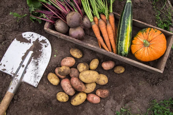 Sonbahar hasadı farklı organik sebzeler bahçedeki toprakta ahşap kutuda. Taze toplanmış havuç, pancar, balkabağı ve patates, çiftçilik.