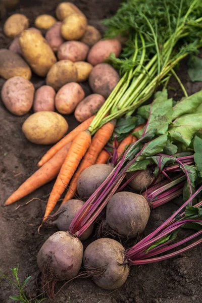 Ramo Remolacha Orgánica Zanahoria Papa Recién Cosechada Suelo Jardín Cosecha — Foto de Stock