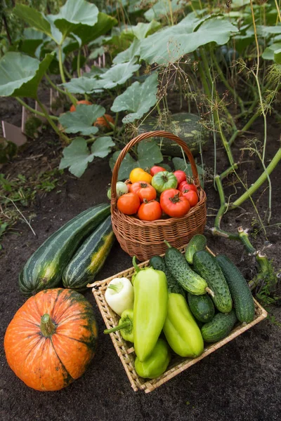 Cosecha Otoño Diferentes Verduras Orgánicas Frescas Hierba Jardín Calabaza Calabacín — Foto de Stock